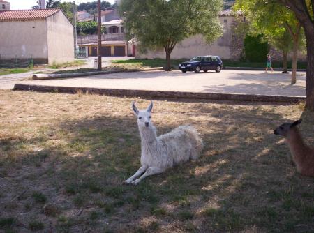 un lama au cirque en vacance !!!